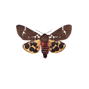 ONE Unmounted Arctia caja sp CLOSED WINGS | Garden Tiger Moth or Great Tiger Moth | Entomology | Natural History