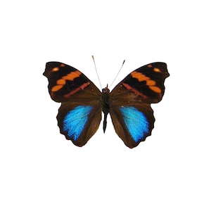 ONE A1 Unmounted Epiphile orea CLOSED WINGS | Orea Banner | Butterfly | Entomology | Natural History
