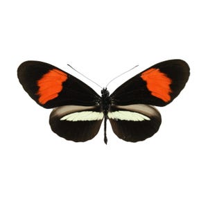 ONE A1 Unmounted Heliconius melpomene amaryllis CLOSED WINGS | Postman Butterfly | Entomology | Natural History