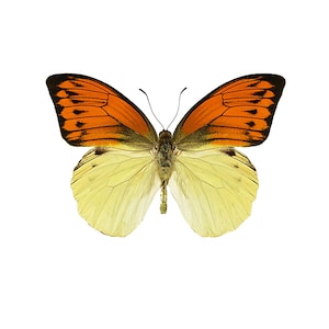 ONE Unmounted Hebomoia leucippe CLOSED WINGS | Yellow Great Orange-Tip Butterfly | Entomology | Natural History