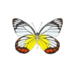 ONE Unmounted Delias hyparete CLOSED WINGS | Painted Jezebel Butterfly | Entomology | Natural History