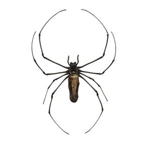 ONE A1 Unmounted Nephila maculata | Giant Wood Orb Weaver Spider | Entomology | Natural History