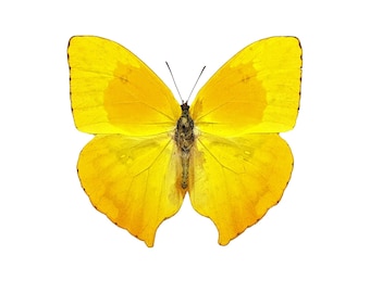 ONE Unmounted Phoebis rurina CLOSED WINGS | Teardrop Sulphur Butterfly | Entomology | Natural History