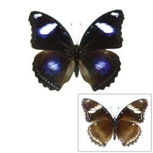 ONE A1 Unmounted Hypolimnas bolina philippensis CLOSED WINGS | Great Common Varied Eggfly | Butterfly | Entomology | Natural History