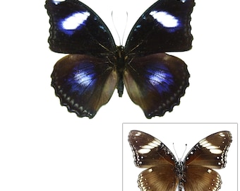 May include: Two butterflies are shown against a white background. The larger butterfly has black wings with white and blue markings. The smaller butterfly has brown wings with white spots. Both butterflies have intricate wing patterns and delicate antennae.