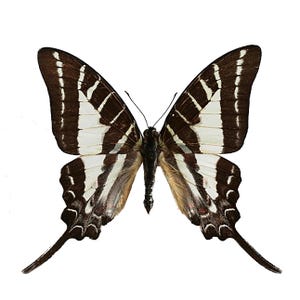ONE Unmounted Graphium aristeus CLOSED WINGS | Chain Swordtail Butterfly | Entomology | Natural History