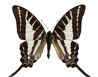 ONE Unmounted Graphium aristeus CLOSED WINGS | Chain Swordtail Butterfly | Entomology | Natural History
