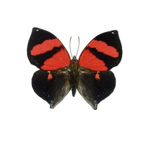 ONE A1- Unmounted Siderone galanthis CLOSED WINGS | Scarlet Red-striped Leafwing Butterfly | Entomology | Natural History