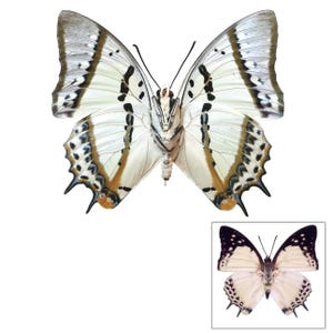 ONE A1 Unmounted Polyura nepentes CLOSED WINGS | Shan Nawab Butterfly | Entomology | Natural History
