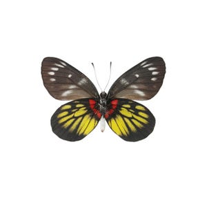 ONE Unmounted Delias henningia CLOSED WINGS | Malayan Jezebel Butterfly | Entomology | Natural History