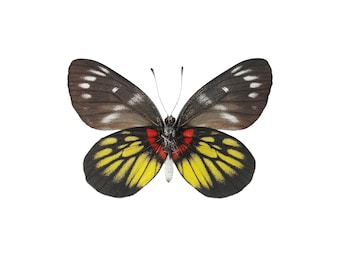 ONE Unmounted Delias henningia CLOSED WINGS | Malayan Jezebel Butterfly | Entomology | Natural History