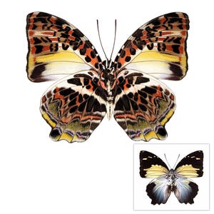 ONE A1 Unmounted Agatasa calydonia calydonia CLOSED WINGS | Glorious Begum Butterfly | Entomology | Natural History