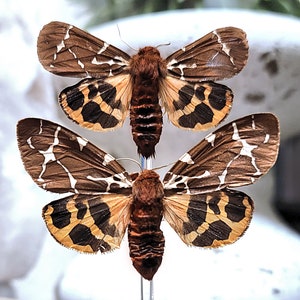 Real Moth Glass Dome Cloche Display, Arctia caja PAIR, Garden Tiger Moth or Great Tiger, Taxidermy A/A1 image 1