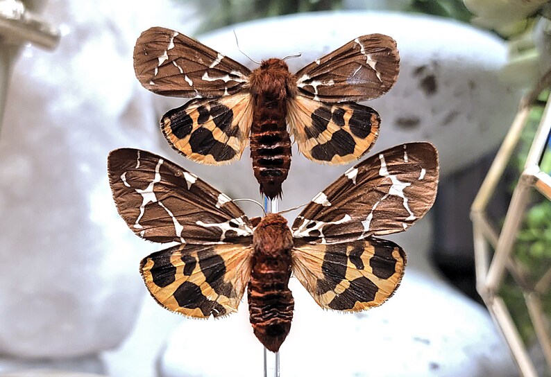 Real Moth Glass Dome Cloche Display, Arctia caja PAIR, Garden Tiger Moth or Great Tiger, Taxidermy A/A1 image 1