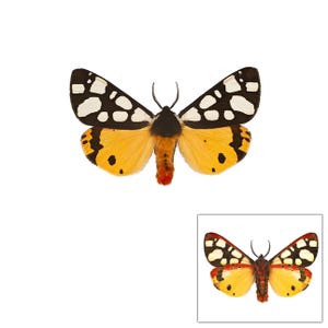 ONE A1 Unmounted Arctia villica CLOSED WINGS | Cream-spot Tiger Moth | Entomology | Natural History