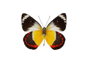 ONE Unmounted Delias timorensis timorensis CLOSED WINGS | Timor Jezebel Butterfly | Entomology | Natural History