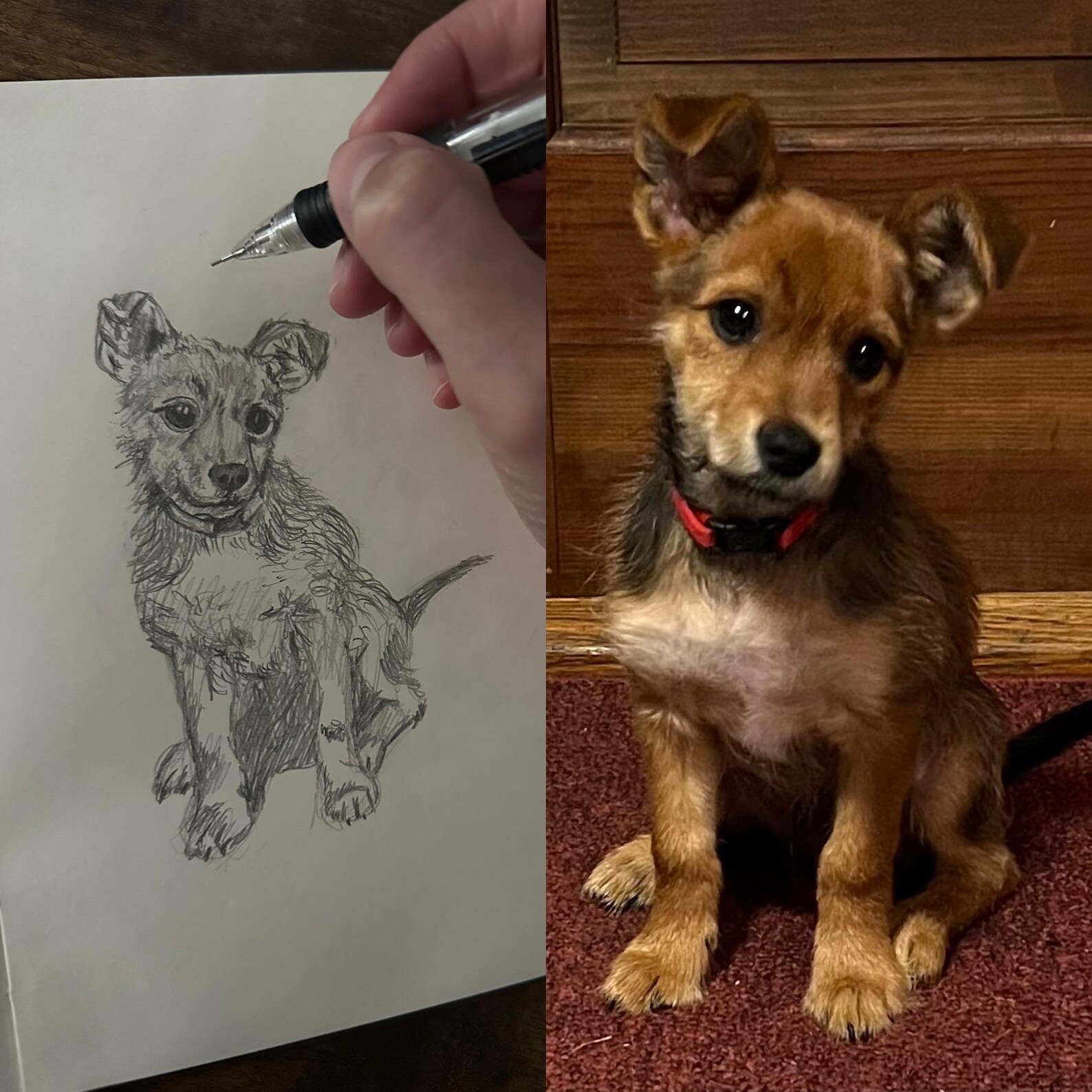 Custom Pet Drawing | Portrait From Photo | Hand Drawn Commission - Etsy