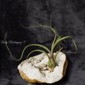 Tillandsias Baileyi Air Plant 8-10 inches on White Geode