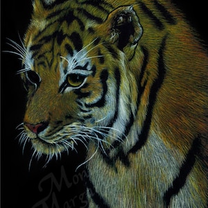 Tiger Illustration, Animal Portrait Art Print, Pencil Crayon Drawing, Wildlife Poster, Wall Hanging, Tiger Wall Decor, Black Orange