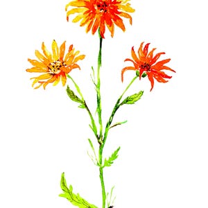 May include: A watercolor illustration of three vibrant orange and yellow flowers on a single green stem with jagged leaves. The petals are long and thin, radiating from a dark center, showcasing varying shades of warm orange and bright yellow.