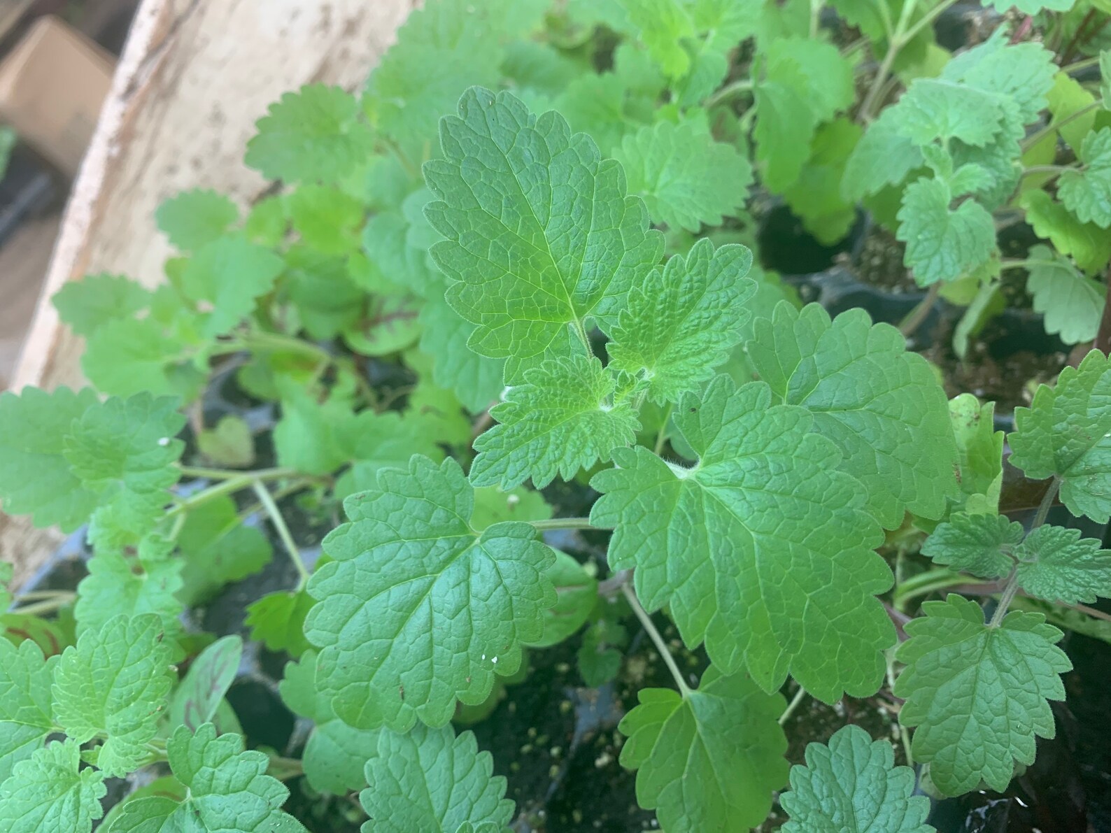 2 catnip starter plants Etsy