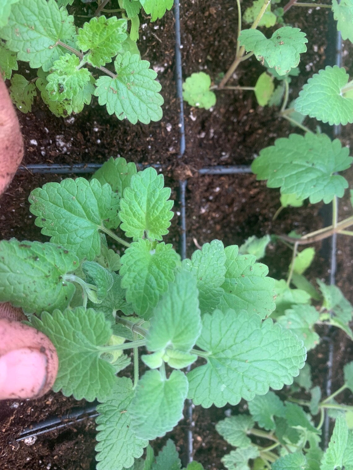 2 catnip starter plants Etsy