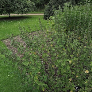 May include: A close-up of a patch of green stinging nettle plants growing in a garden. The plants are tall and have large, green leaves. A small sign with the text "Urtica dioica" is visible in the lower right corner of the image.