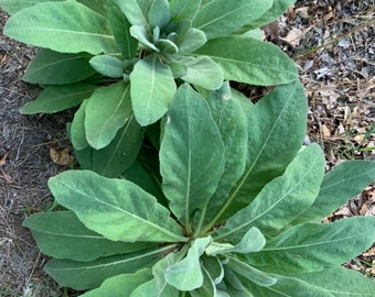 Mullein seeds