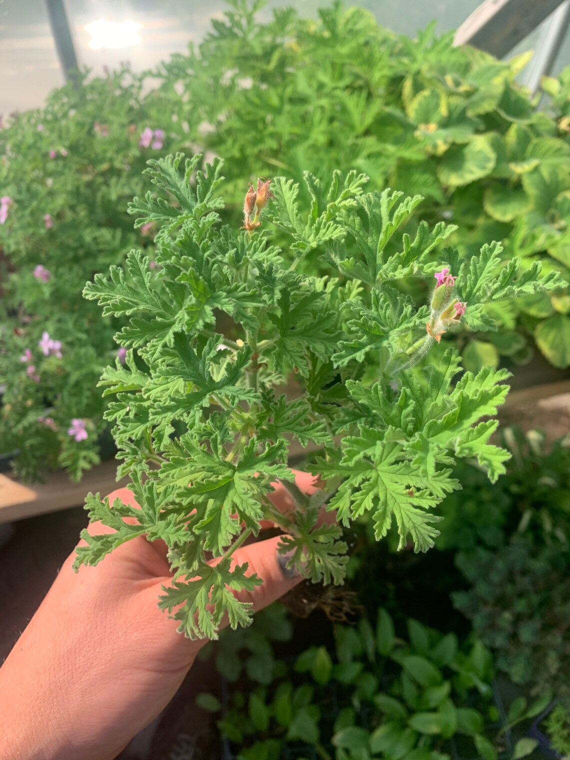 Citronella plants smaller leaves Etsy