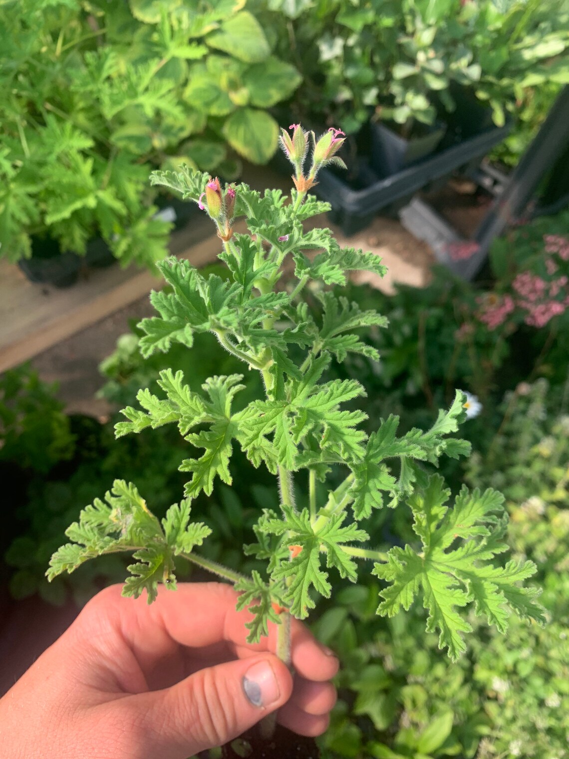 Citronella plants smaller leaves Etsy