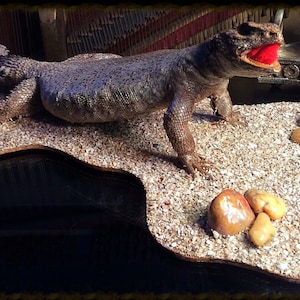 Uromastyx, Spiny-Tailed Lizard. Mounted Oddity.