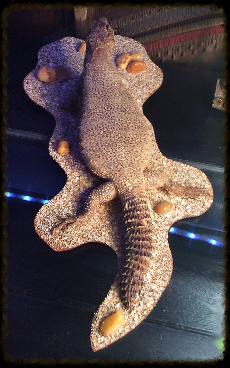 Uromastyx Spinytailed Lizard. Mounted Oddity. Etsy