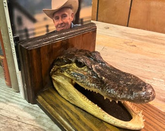 Genuine Louisiana Gator Bookends. vintage curiosity.
