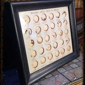 OREGON WEEDS. Scientific, Educational display. Study of Noxious Weeds in Oregon. Vintage, handmade.