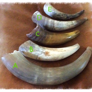 5 bovine project horns.