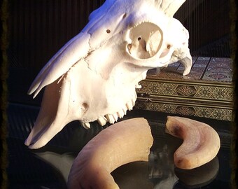 Enorme cráneo de carnero con cuernos deformados. Real Skull, rareza única.