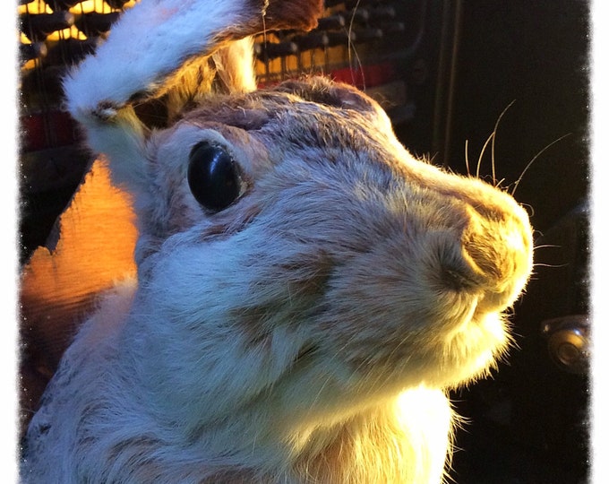 Taxidermy Mounted Rabbit. Etsy