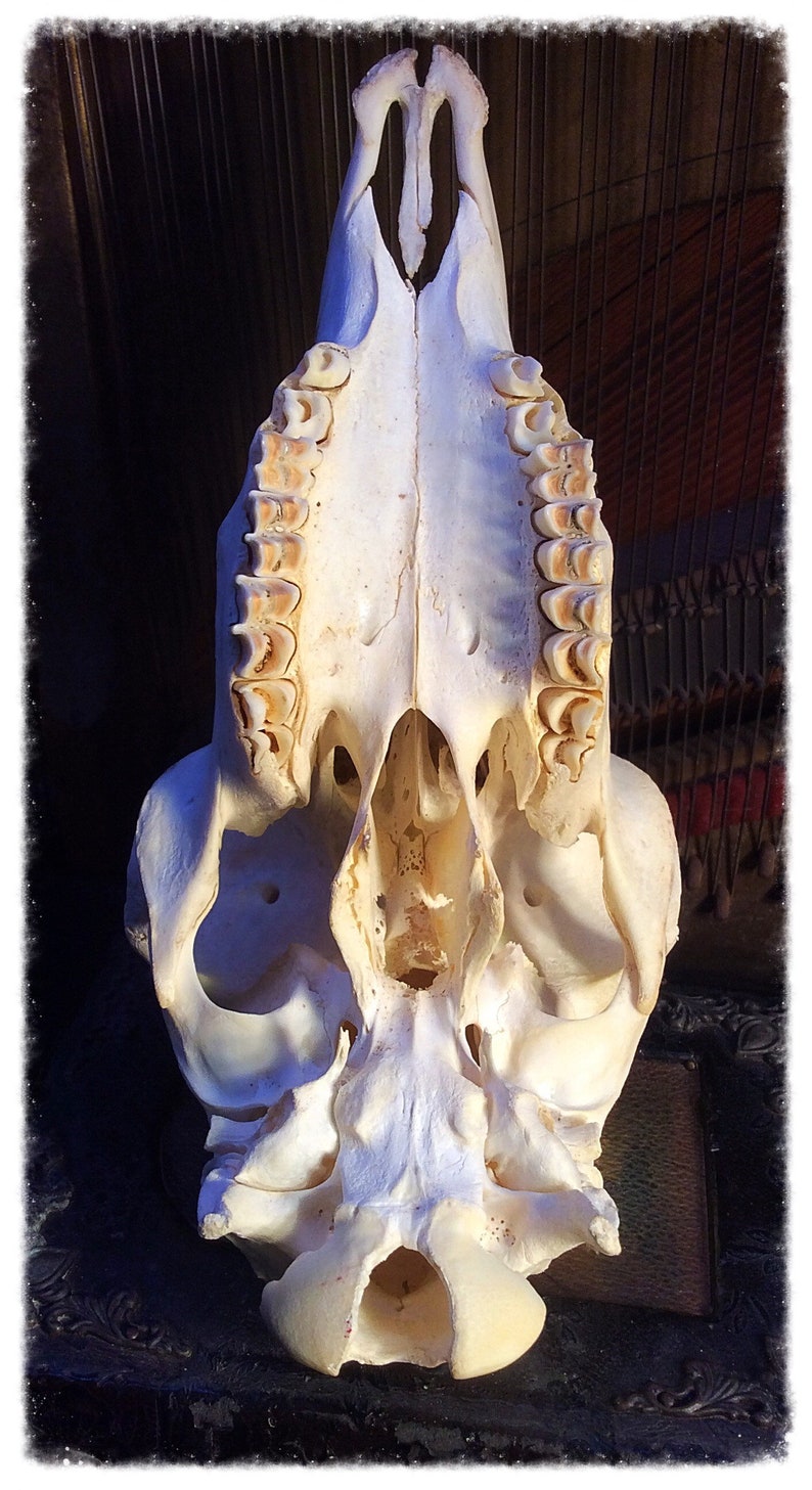 Jacob Sheep Skull. Quirky Two horned Oddity. Curiosity | Etsy