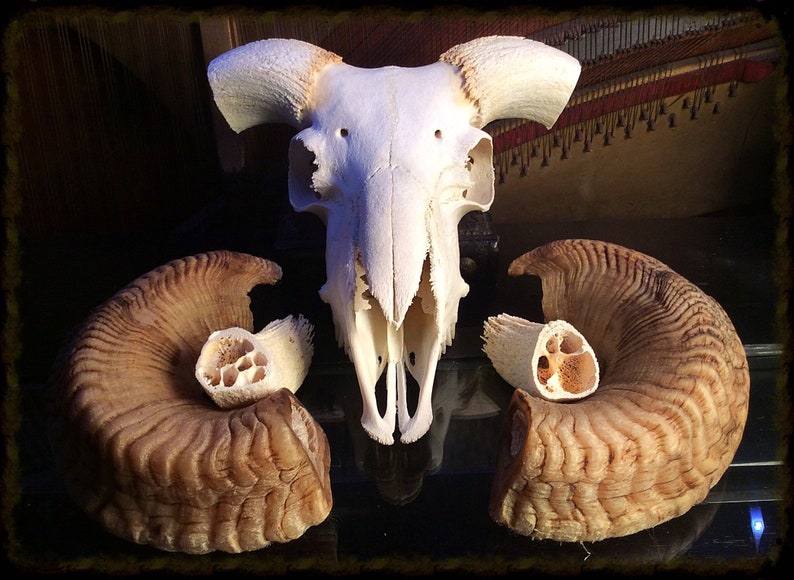 Real Ram Skull. Educational Display. Ram skull Specimen. | Etsy