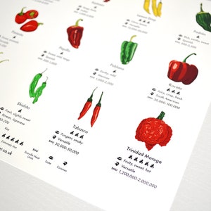 Chilli Peppers Guide Poster A4/A3/A2 Kitchen Print, Food Wall Art, Recipes, Cooking Decor, Dining Room, Home Print, Hot Chillies, World image 8