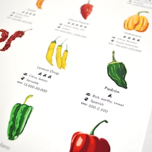 Chilli Peppers Guide Poster A4/A3/A2 Kitchen Print, Food Wall Art, Recipes, Cooking Decor, Dining Room, Home Print, Hot Chillies, World image 7