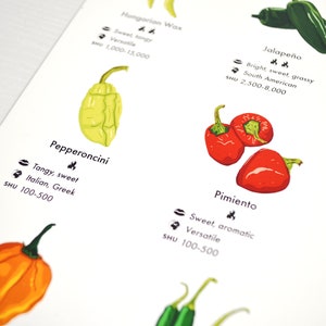 Chilli Peppers Guide Poster A4/A3/A2 Kitchen Print, Food Wall Art, Recipes, Cooking Decor, Dining Room, Home Print, Hot Chillies, World image 6