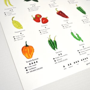 Chilli Peppers Guide Poster A4/A3/A2 Kitchen Print, Food Wall Art, Recipes, Cooking Decor, Dining Room, Home Print, Hot Chillies, World image 10