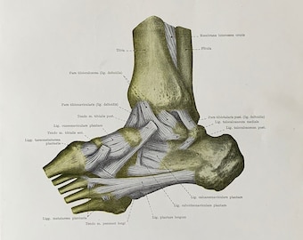 1962 Vintage Medical Print, Joints of the Toes, Leg Bones Print, Syndesmology Print, Joints and Articulations, Human Ligaments Print