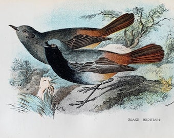 1896 Original Antique Bird Lithograph | Black Redstat Print | Vintage Farmhouse Decor | Horizontal Print