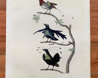 Originale antike Vogelgravur von 1839 mit Königsparadiesvogel, prächtiger Paradiesvogel, handkolorierter Vogeldruck