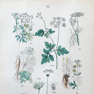 1883 Litografía botánica antigua original, ilustración botánica, impresión de arte botánico, impresión de flores de campo vintage