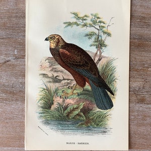 1896 Original antike Vogellithographie | Marsh Harrier Druck | Vintage Bauernhaus Dekor | Vertikaler Druck