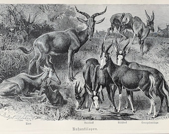 1892 Original Antique lithograph, print with Antilope, animal illustration