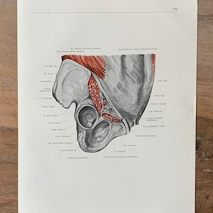 1962 Anatomia umana vintage, Stampa anatomica - Iato subinguinale, Miologia, Illustrazione medica